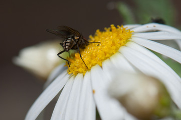 Fly feeding on a marguerite Argyranthemum adauctum canariense. Pajonales. Integral Natural Reserve of Inagua. Gran Canaria. Canary Islands. Spain.