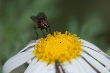 Fly feeding on a marguerite Argyranthemum adauctum canariense. Pajonales. Integral Natural Reserve of Inagua. Gran Canaria. Canary Islands. Spain.