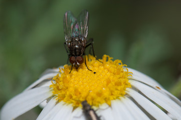 Fly feeding on a marguerite Argyranthemum adauctum canariense. Pajonales. Integral Natural Reserve of Inagua. Gran Canaria. Canary Islands. Spain.