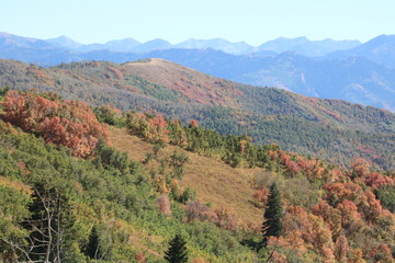 The maples of Wasatch mountains start to show their fall foliage by mid September in the high country.