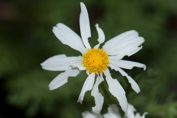 Obraz premium Marguerite Argyranthemum adauctum canariense consumed by some invertebrate. Pajonales. Integral Natural Reserve of Inagua. Gran Canaria. Canary Islands. Spain.