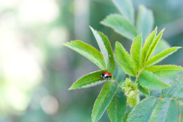 An insect on the green leaves of plants. Summer background
