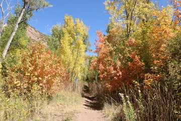 Yellow Aspens and Red Maple trees line the Mormon Pioneer Trail in early Fall, Wasatch Mountains, Utah