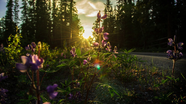Summer time purple beautiful flowers seen at sunset on the longest day of the year, soltice, midnight sun Yukon Territory, Canada. 