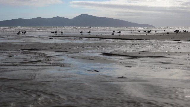 View of Kapiti island with seagulls on the beach