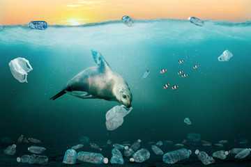 Sea Lion Eating Plastic Bag in Ocean. Environmental Pollution Problem Concept.
