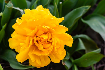 yellow tulip flower bud close-up