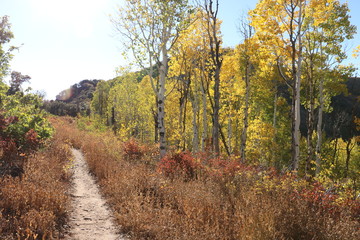 Hiking in the Wasatch Mountains during early Fall, Salt Lake City, Utah