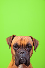 Portrait of cute boxer dog on colorful backgrounds, green, copy space