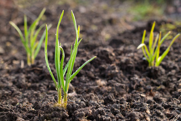 Garlic sprouts on a bed in early spring. Onions in the garden. growing green vegetables at the cottage and farm. Spring planting. Antibacterial medicinal plant.