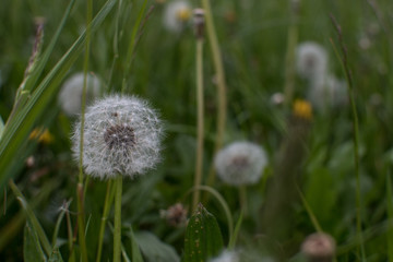Blüten, Pusteblume