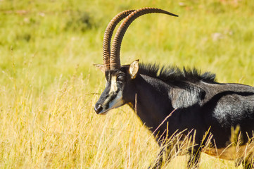 Closeup portrait of a cute and majestic Sable antelope in Johannesburg game reserve South Africa © shams Faraz Amir