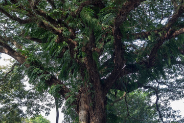 green leaf isolated on white background with copy space