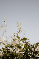 white flower plant and sky