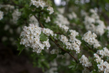 Blüten