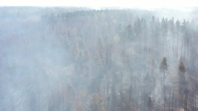 Aerial view of the effects of deforestation and wildfires in Zhytomyr region.