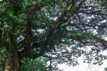 green leaf isolated on white background with copy space