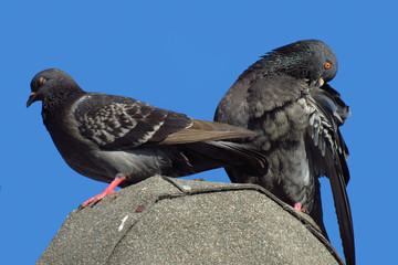 palomas posando sobre cielo azul