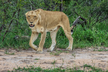 Portrait of an African lioness in bush stalking during a safari experience in Kruger national park