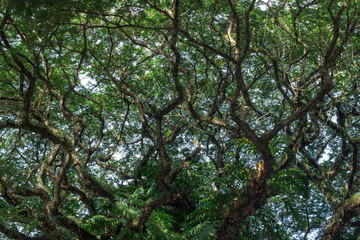 green leaf isolated on white background with copy space