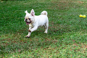 White color Pug dog running and playing in the grass