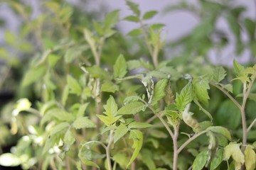 green tea leaves