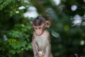 Fototapeta premium 可愛いサル 