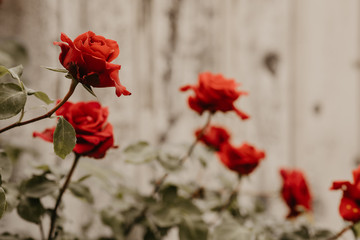 red roses wooden background