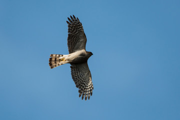 Sparrowhawk in the fly. Her Latin name is Accipiter nisus.