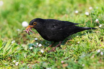 Caring father. Male of Blackbird with worms in its beak. His Latin name is Turdus merula.