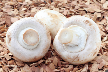 Three mushrooms, champignon on a wooden background. Healthy food. Fresh eggs.Wood chips and three champignon
