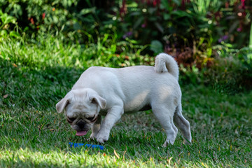 Pug dog walking through the grass