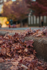 Folhas de outono na calçada