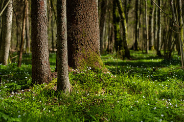 Moss-covered tree in the Białowieza National Park in Podlasie, Poland