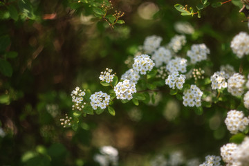 In spring, a shrub with many white flowers blooms-Spiraea. Spiraea - A genus of deciduous ornamental shrubs in the rose family (Rosaceae). White flowers on a green blurred background.