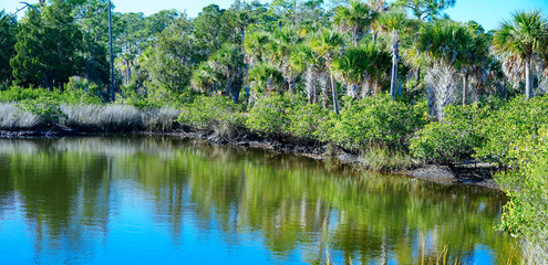 Beautiful Florida swamp winter landscape