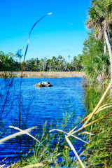 Florida Hernando beach and swamp