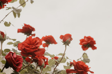 red flowers light background