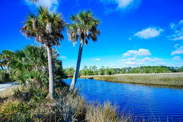 Obraz premium Florida Hernando beach and swamp