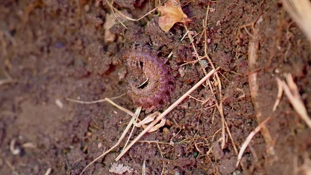 A centipede on the ground showing its legs. 