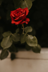 single red rose