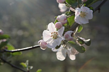 한국 견북 영일군 과수원 사과꽃입니다