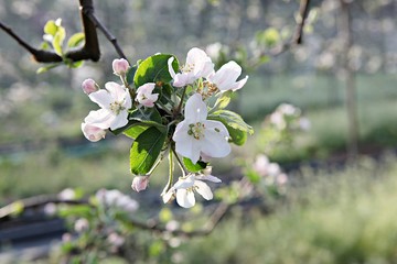 한국 견북 영일군 과수원 사과꽃입니다
