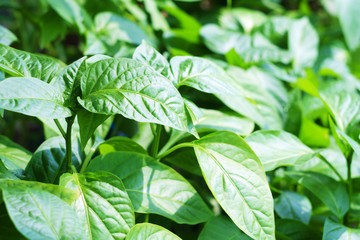 Young shoots of green pepper. Growing seedlings for subsequent planting on the infield. Selective focus.