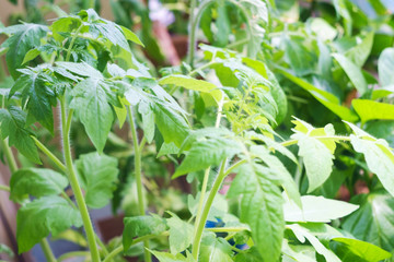 Young tomato shoots. Growing seedlings for subsequent planting on the infield. Selective focus.