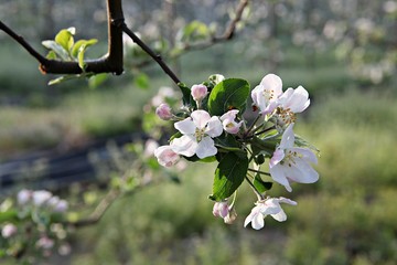 Obraz premium 한국 견북 영일군 과수원 사과꽃입니다