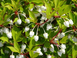 Obraz premium フラワー