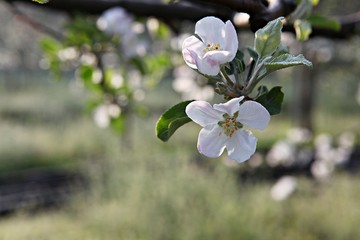 한국 견북 영일군 과수원 사과꽃입니다