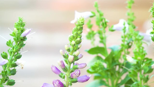 Tilt down video of purple fox gloves outside on a sunny day in the shade