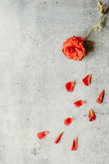 red flower grey background